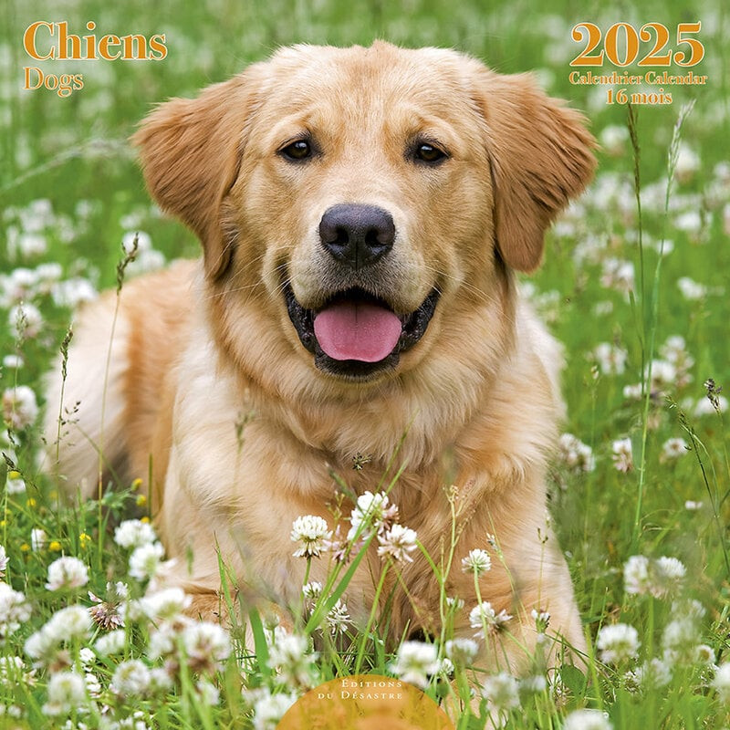 CHIENS DOGS 2025 16 MESI