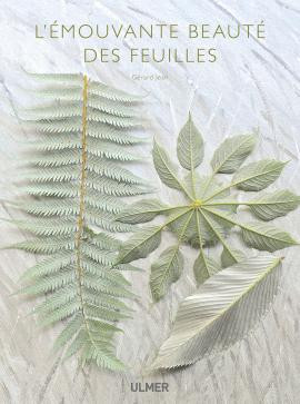 L EMOUVANTE BEAUTE DES FEUILLES