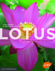 LOTUS
