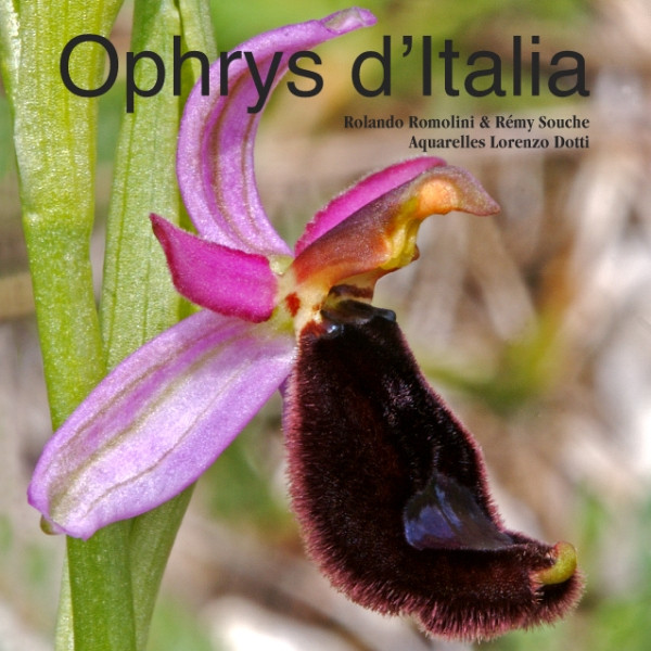 OPHRYS D ITALIA