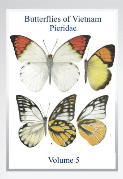 BUTTERFLIES OF VIETNAM