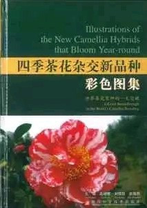 ILLUSTRATIONS OF THE NEW CAMELLIA HYBRIDS THAT BLOOM YEAR ROUND