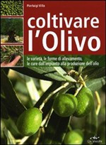 COLTIVARE L OLIVO