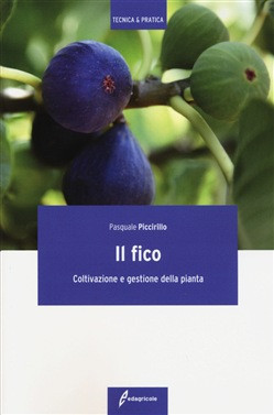 IL FICO