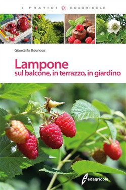 LAMPONE