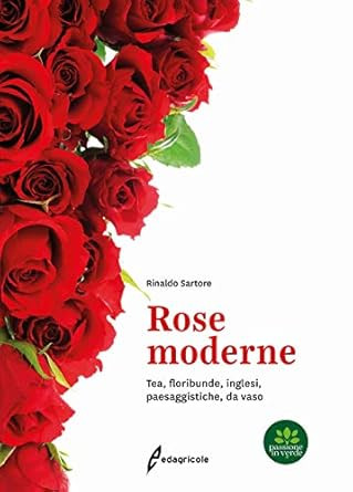 ROSE MODERNE