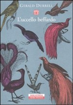 UCCELLO BEFFARDO
