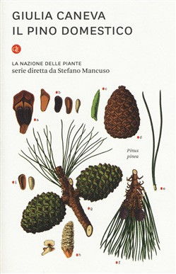 IL PINO DOMESTICO