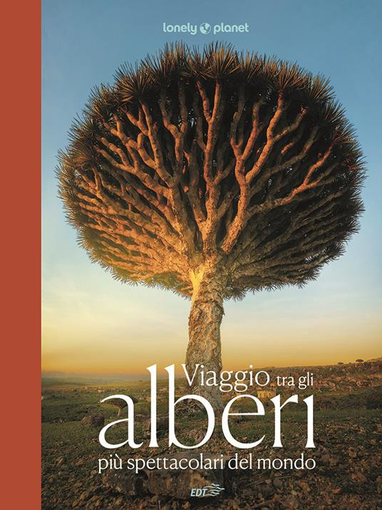 VIAGGIO TRA GLI ALBERI PIÙ SPETTACOLARI DEL MONDO