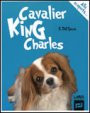 CAVALIER KING CHARLES