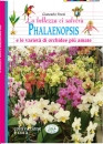 PHALAENOPSIS