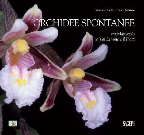 ORCHIDEE SPONTANEE