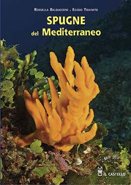 SPUGNE DEL MEDITERRANEO