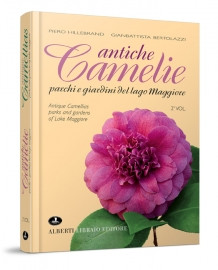 ANTICHE CAMELIE