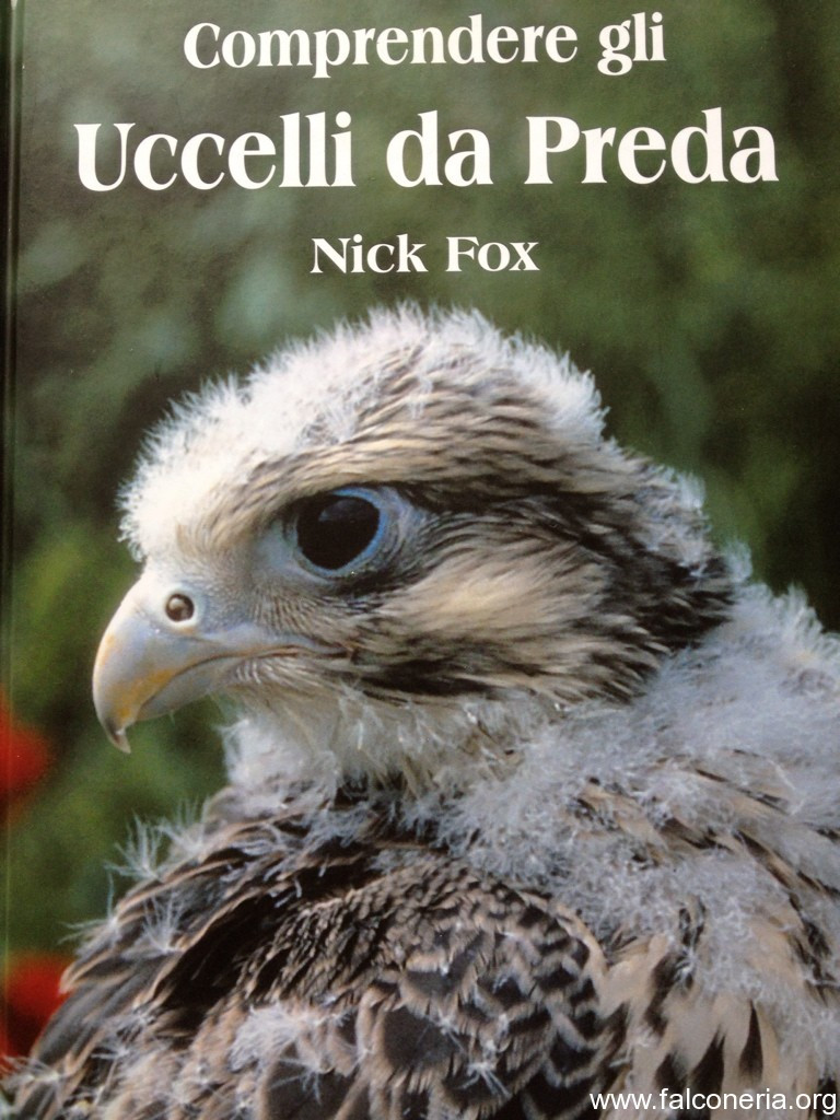 COMPRENDERE GLI UCCELLI DA PREDA