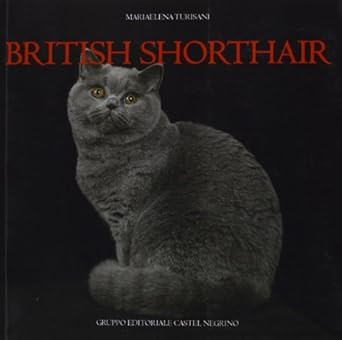 BRITISH SHORTHAIR