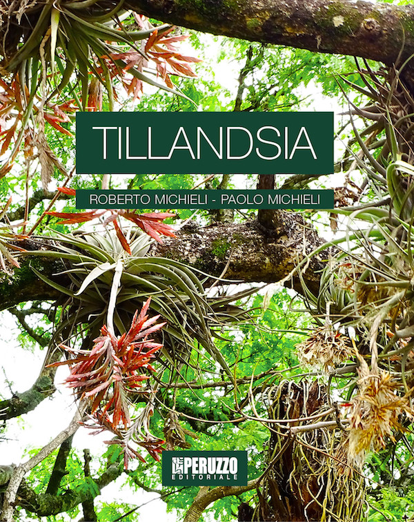 TILLANDSIA