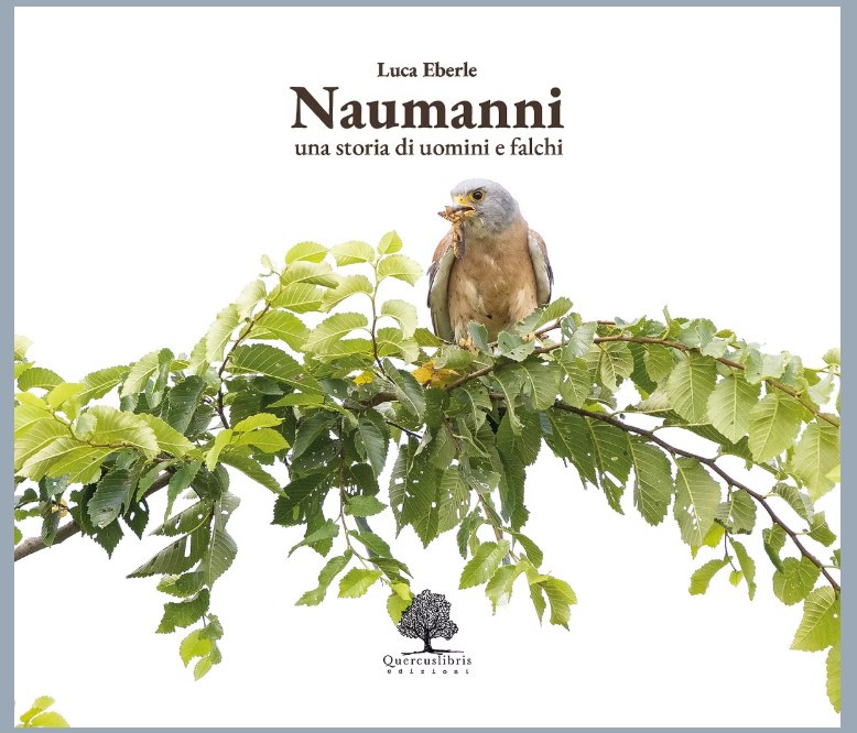 NAUMANNI