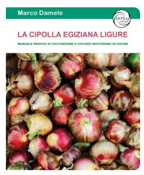 LA CIPOLLA EGIZIANA