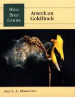 AMERICAN GOLDFINCH