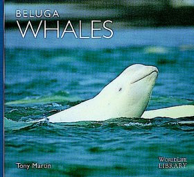 BELUGA WHALES