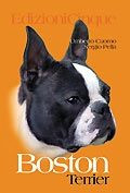 BOSTON TERRIER