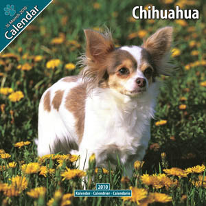 CHIHUAHUA 2010