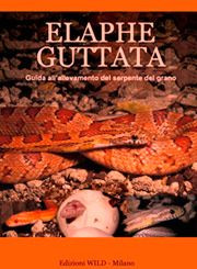 ELAPHE GUTTATA