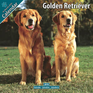 GOLDEN RETRIEVER 2010