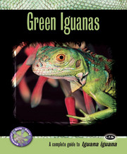 GREEN IGUANAS