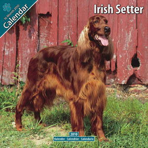 IRISH SETTER 2010