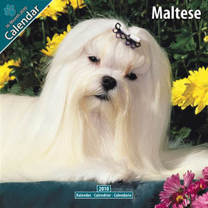 MALTESE 2010