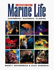 MARINE LIFE CARIBBEAN BAHAMAS FLORIDA