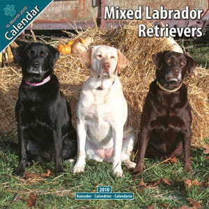 MIXED LABRADOR RETRIEVERS 2010