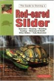 RED-EARED SLIDER TURTLES