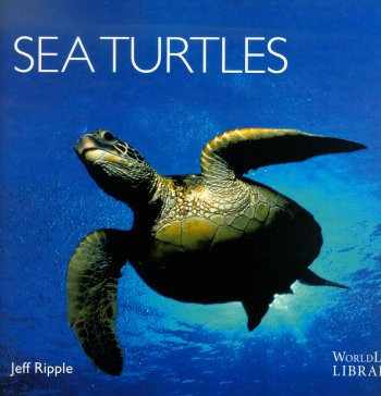 SEA TURTLES