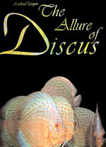 DISCUS, THE ALLURE OF