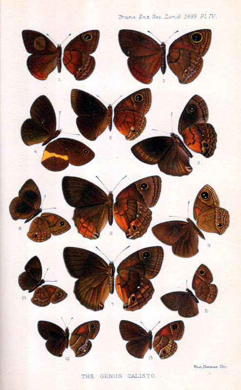 TRANSACTIONS OF THE ENTOMOLOGICAL SOC. OF LONDON 1899
