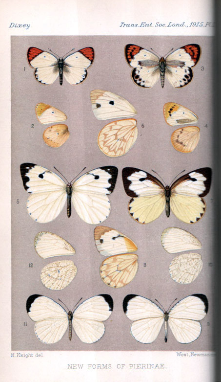 TRANSACTIONS OF THE ENTOMOLOGICAL SOC. OF LONDON 1915