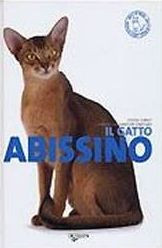 GATTO ABISSINO