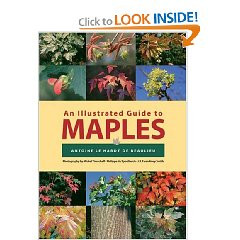 AN ILLUSTRATED GUIDE TO MAPLES