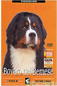 BOVARO DEL BERNESE DVD