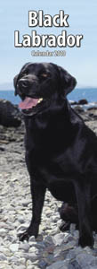 BLACK LABRADOR 2010