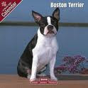 BOSTON TERRIER 2010