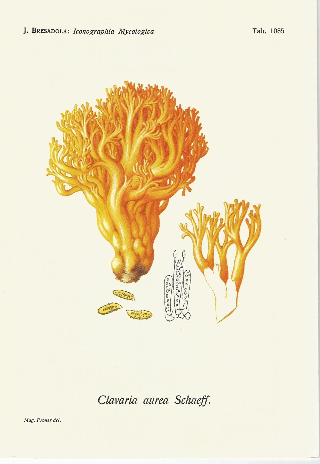 ICONOGRAPHIA MYCOLOGICA