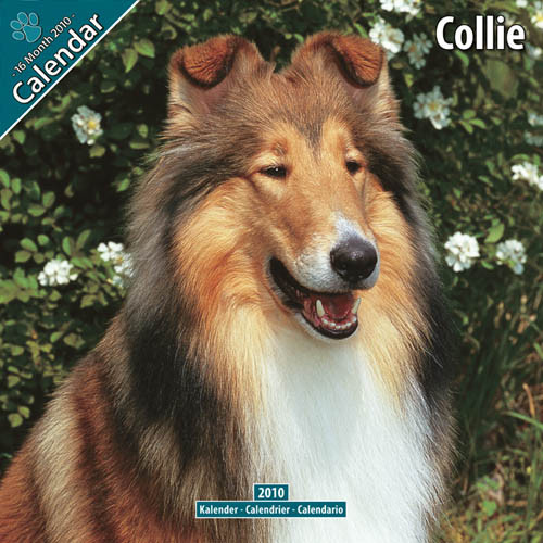 COLLIE 2010