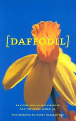 DAFFODIL (NARCISI)