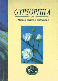 GYPSOPHILA.