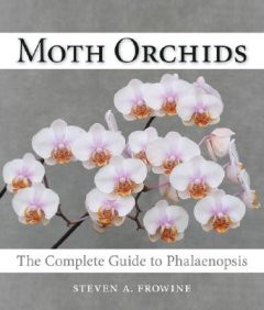 MOTH ORCHIDS