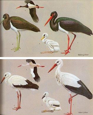 HANDBOOK OF THE BIRDS OF EUROPE THE MIDDLE EAST AND NORTH AFRICA: VOL. 1__________________________